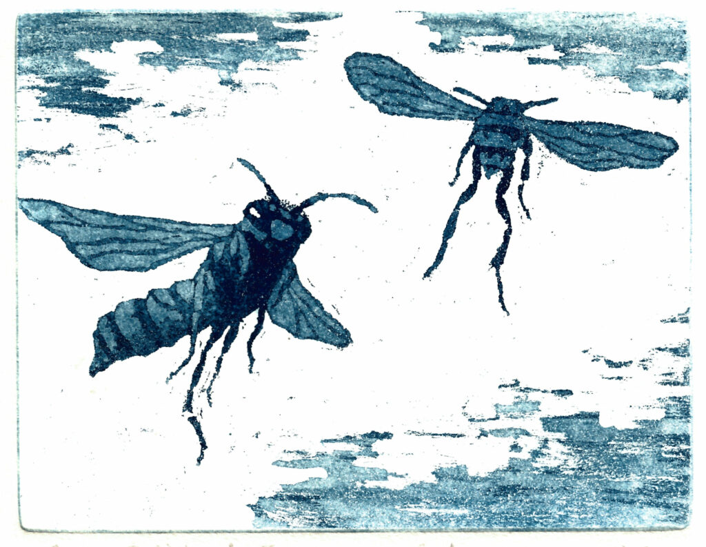 An aquatint etching showing two house wasps (Polistes dominula) in shades of blue.